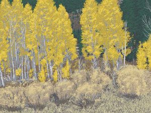 Aspen Grove